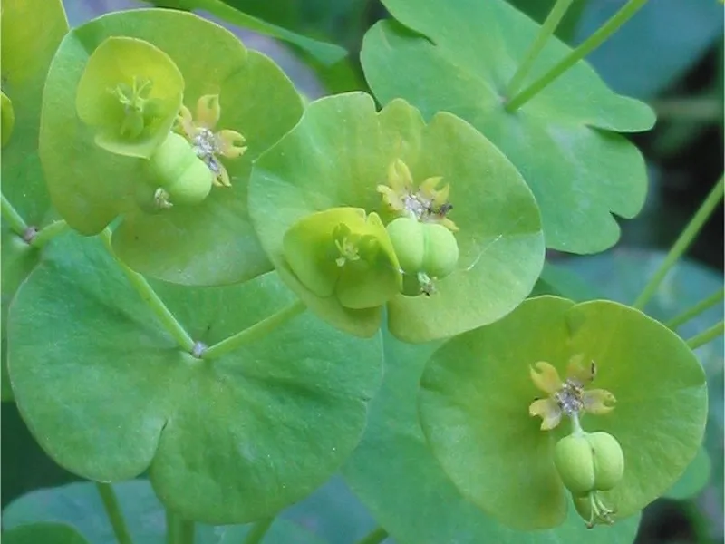 Purple wood spurge (Euphorbia amygdaloides 'Purpurea') in flower