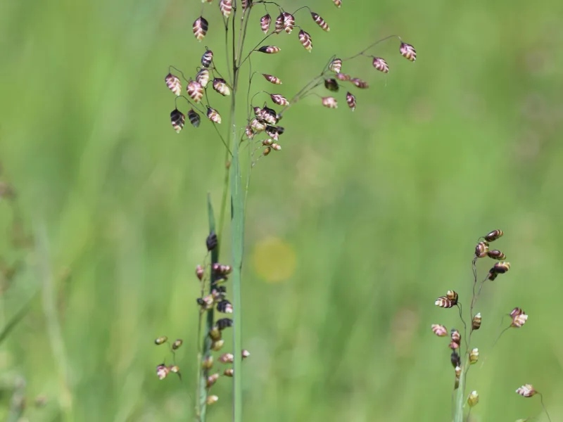Quaking grass (Briza media) in flower
