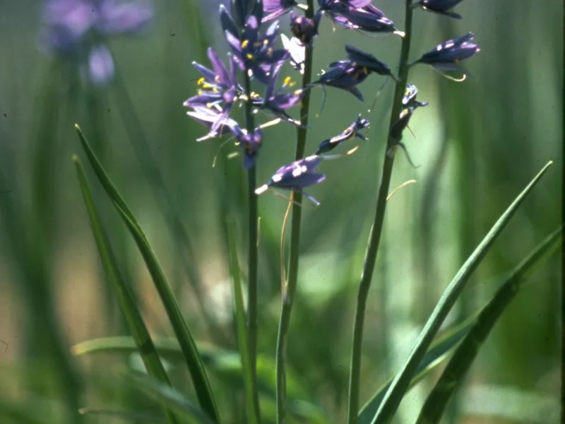 Quamash (Camassia quamash) in flower