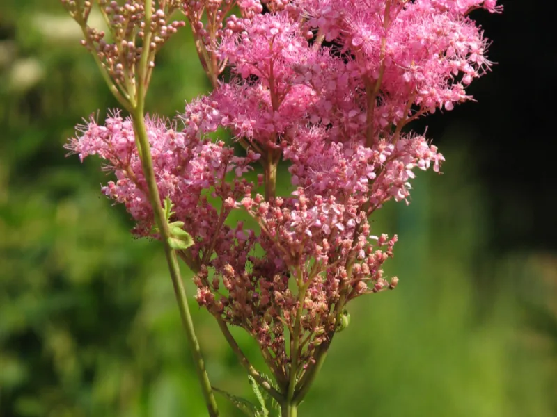 Queen of the prairie (Filipendula rubra 'Venusta') in flower
