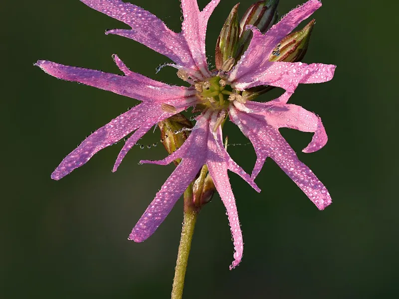 Ragged robin (Silene flos-cuculi) in flower