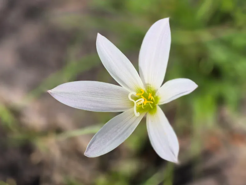 Rain lily (Zephyranthes candida) in flower