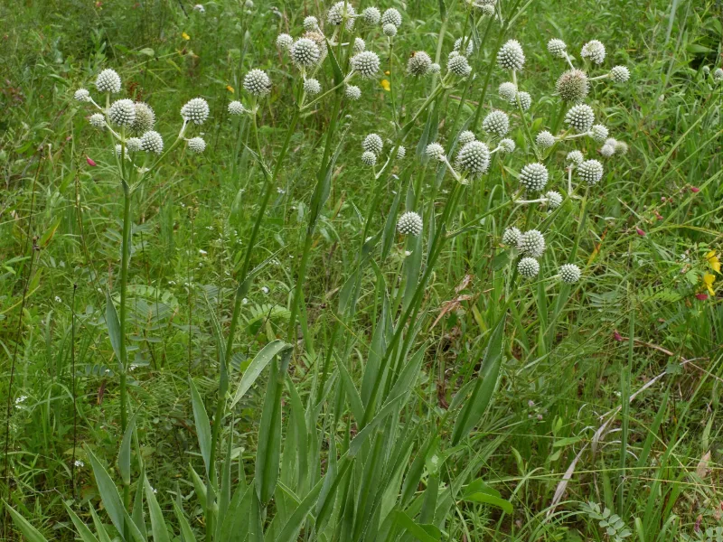 Rattlesnake master (Eryngium yuccifolium) in flower