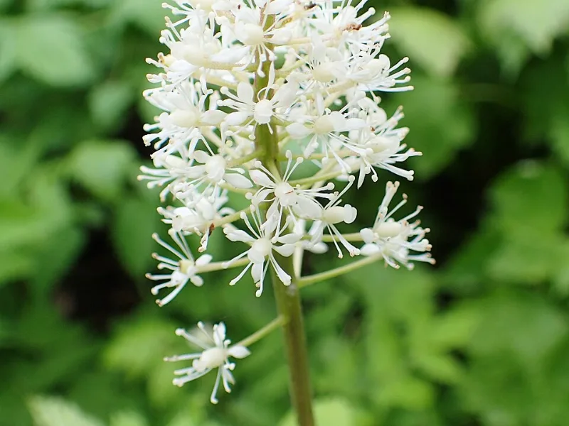 Red baneberry (Actaea rubra) in flower