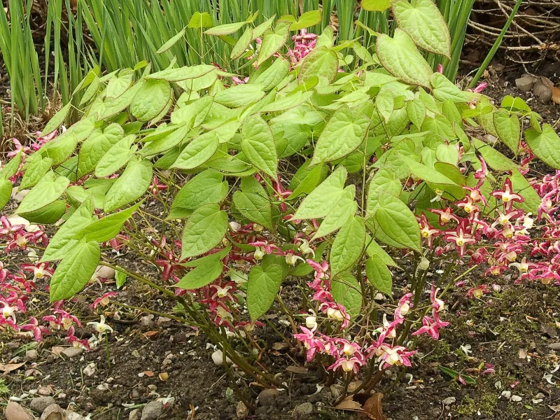 Red barrenwort (Epimedium x rubrum) in flower