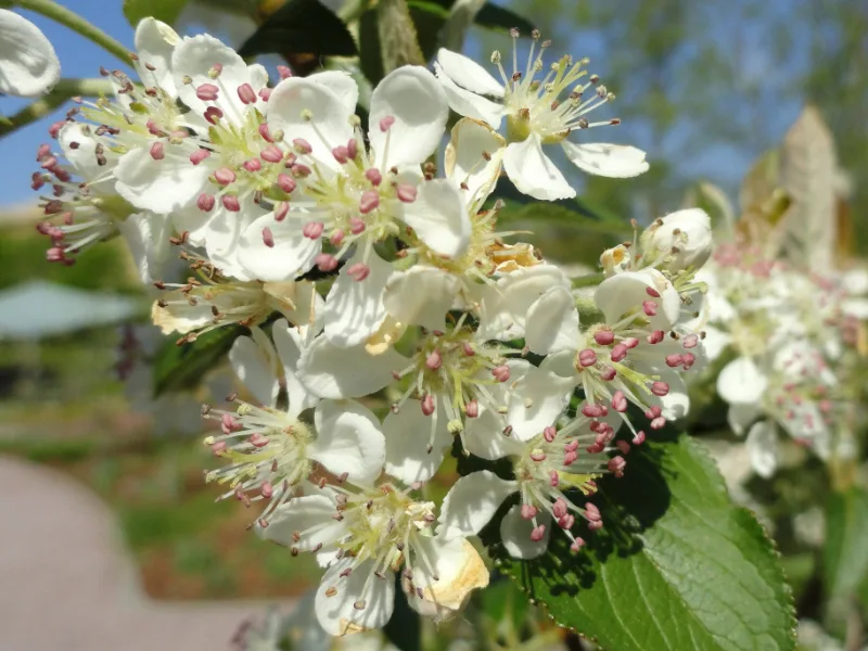 Red chokeberry 'Brilliantissima' (Aronia arbutifolia 'Brilliantissima') in flower
