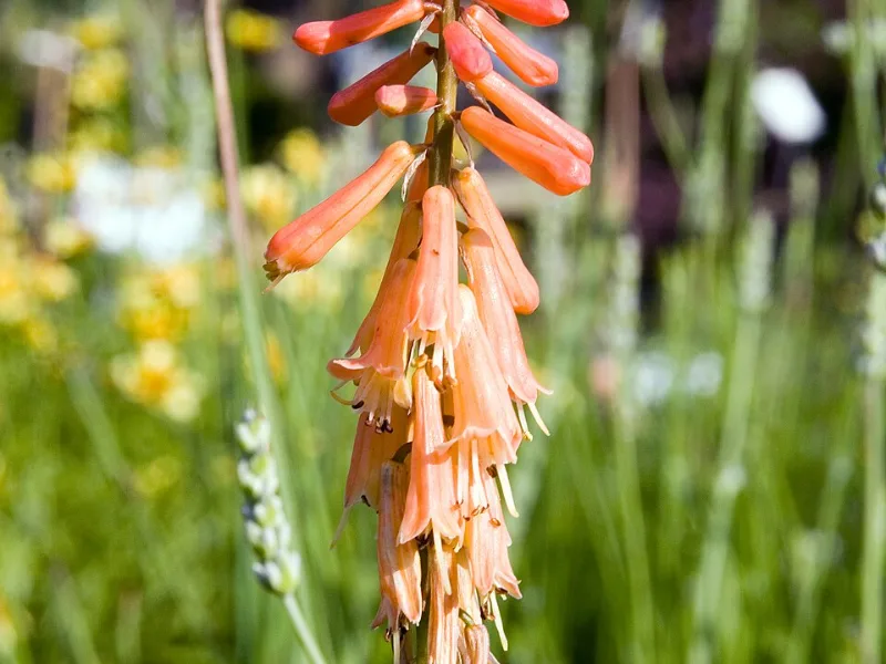 Red hot poker 'Flamenco' (Kniphofia 'Flamenco') in flower