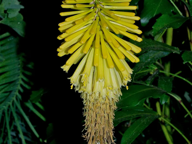 Red hot poker 'Percy's Pride' (Kniphofia 'Percy's Pride') in flower