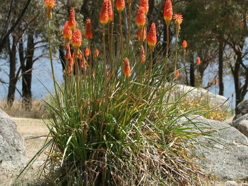 Red hot poker (Kniphofia uvaria) in flower