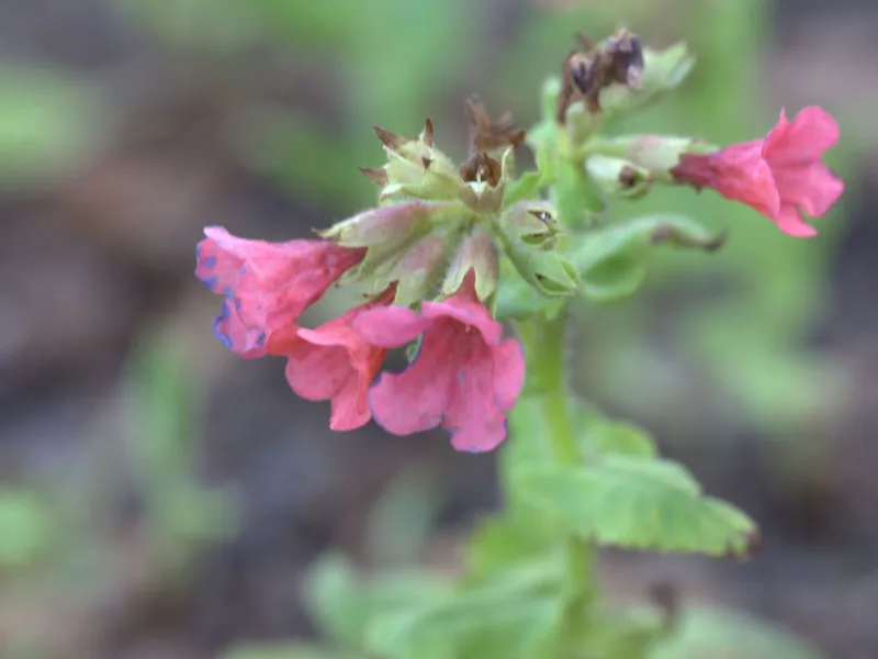 Red lungwort (Pulmonaria rubra) in flower