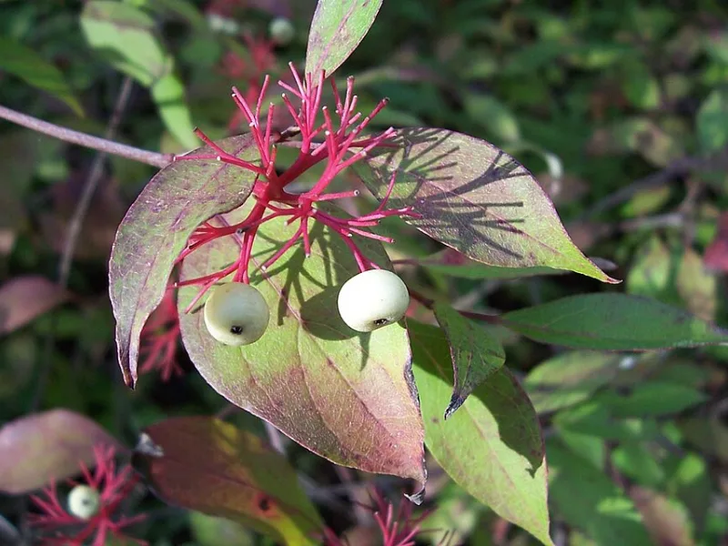 Red osier dogwood (Cornus sericea) in flower
