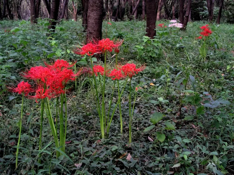 Red spider lily (Lycoris radiata) in flower