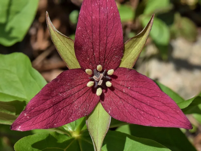 Red trillium (Trillium erectum) in flower