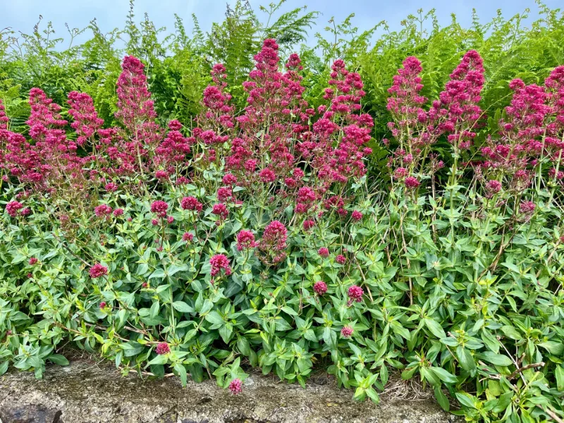Red valerian (Centranthus ruber) in flower