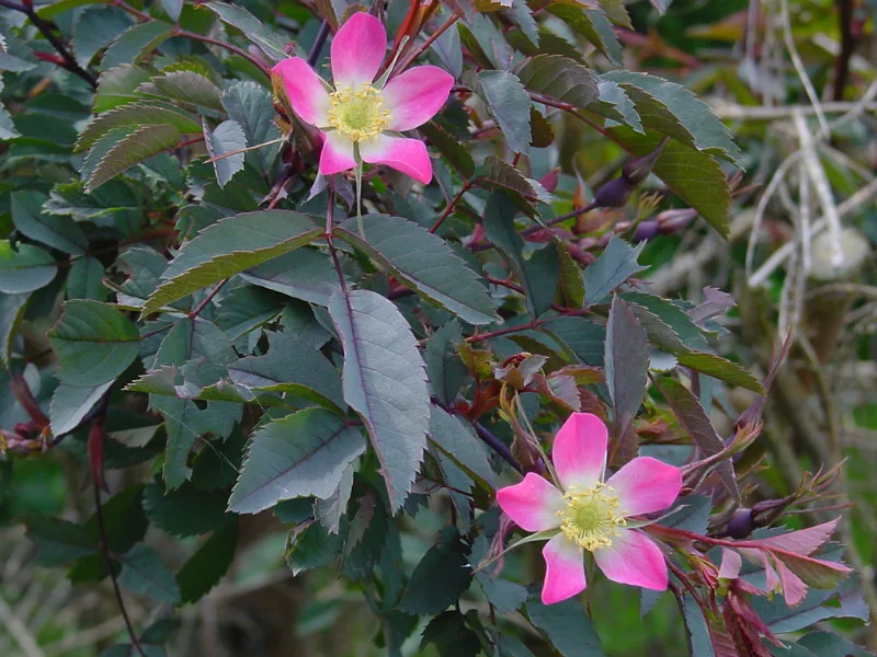 Redleaf rose (Rosa glauca) in flower