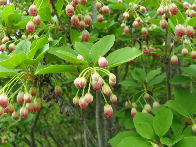 Redvein enkianthus (Enkianthus campanulatus) in flower