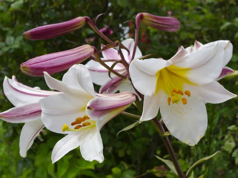 Regal lily (Lilium regale) in flower