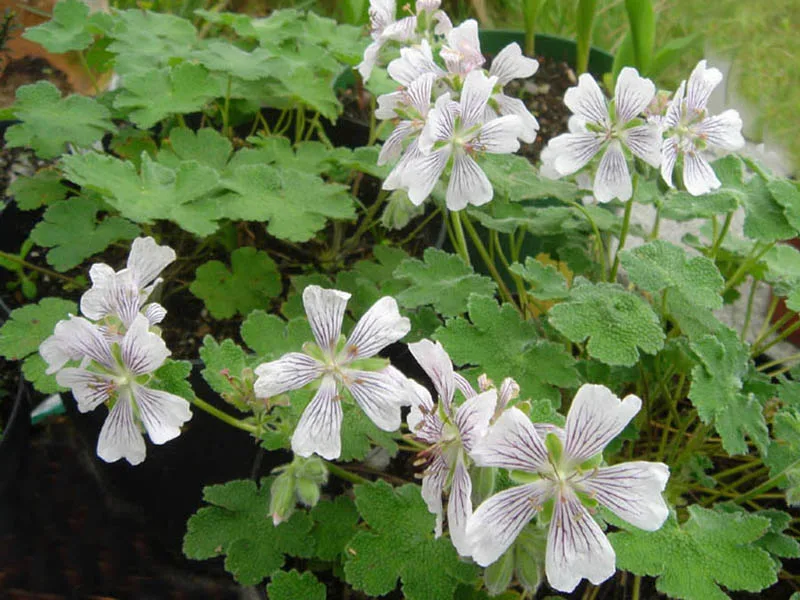 Renard's cranesbill (Geranium renardii)