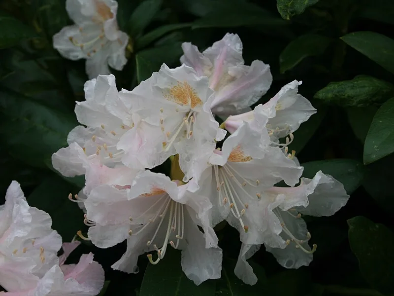 Rhododendron 'Cunningham's White' (Rhododendron 'Cunningham's White') in flower