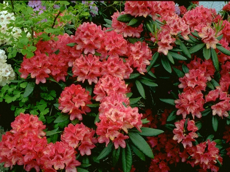Rhododendron 'Nova Zembla' (Rhododendron 'Nova Zembla') in flower