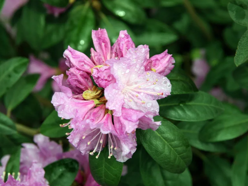 Rhododendron 'PJM' (Rhododendron 'PJM') in flower