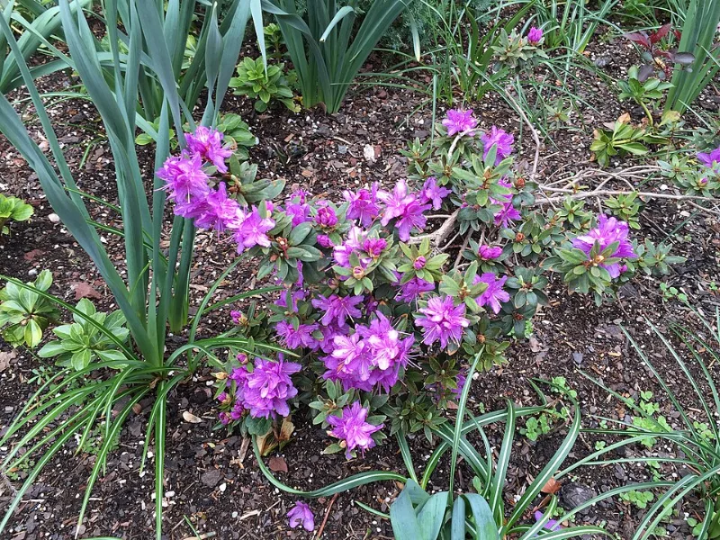 Rhododendron 'Purple Gem' (Rhododendron 'Purple Gem') in flower