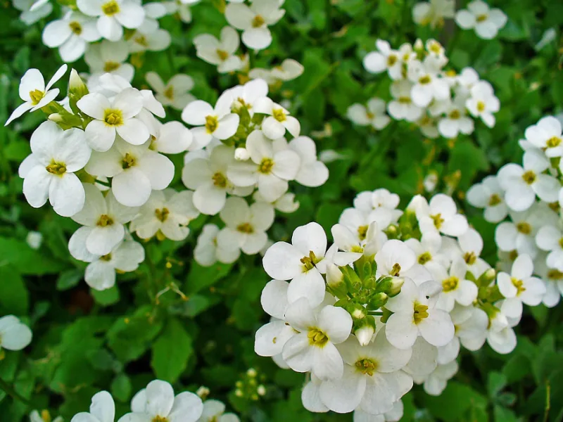 Rock cress (Arabis caucasica) in flower