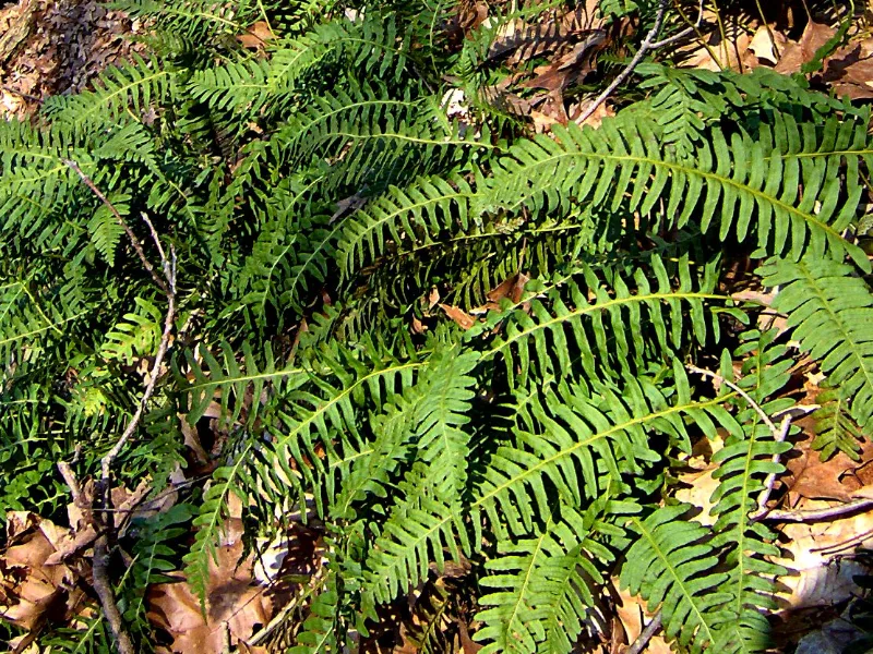 Rock polypody (Polypodium virginianum)