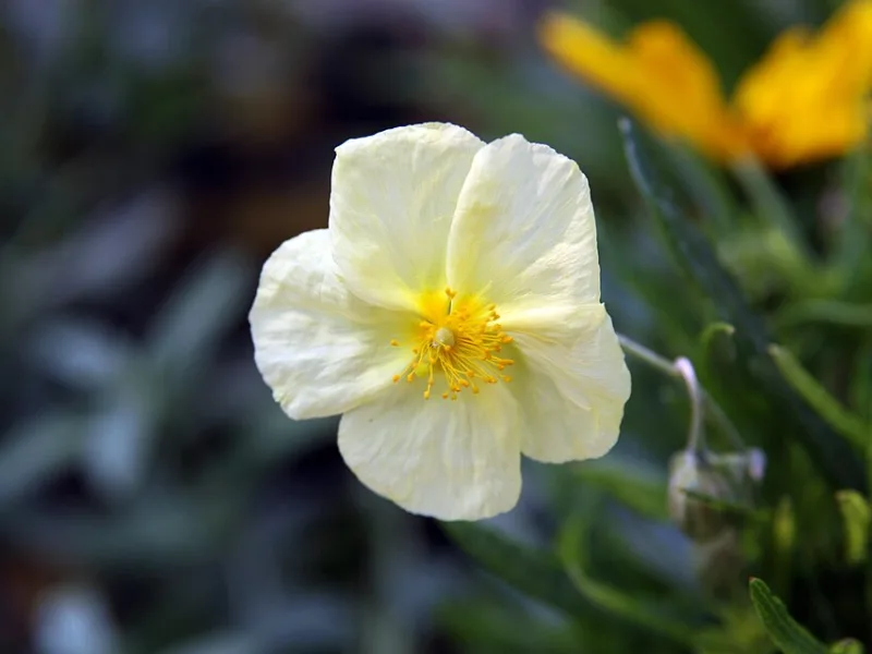 Rock rose 'Wisley Primrose' (Helianthemum 'Wisley Primrose') in flower