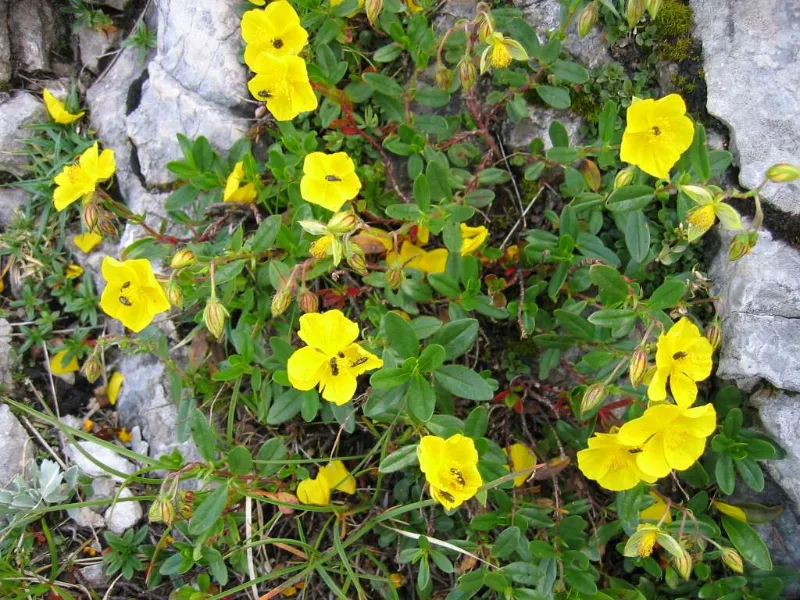 Rock rose (Helianthemum nummularium) in flower