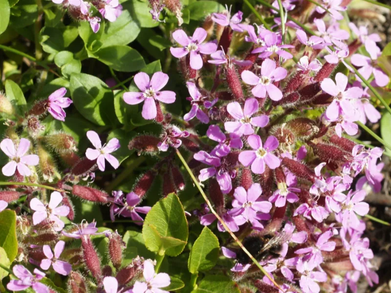 Rock soapwort (Saponaria ocymoides) in flower