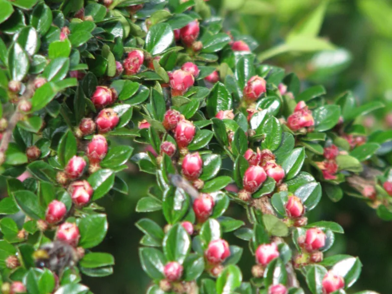 Rockspray cotoneaster (Cotoneaster horizontalis) in flower