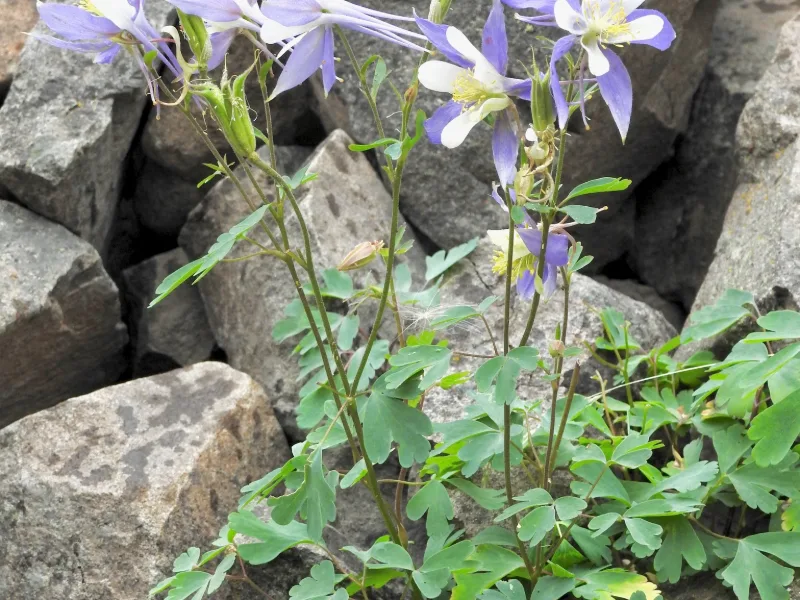 Rocky Mountain columbine (Aquilegia caerulea) in flower