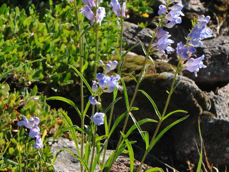 Rocky Mountain penstemon (Penstemon strictus) in flower