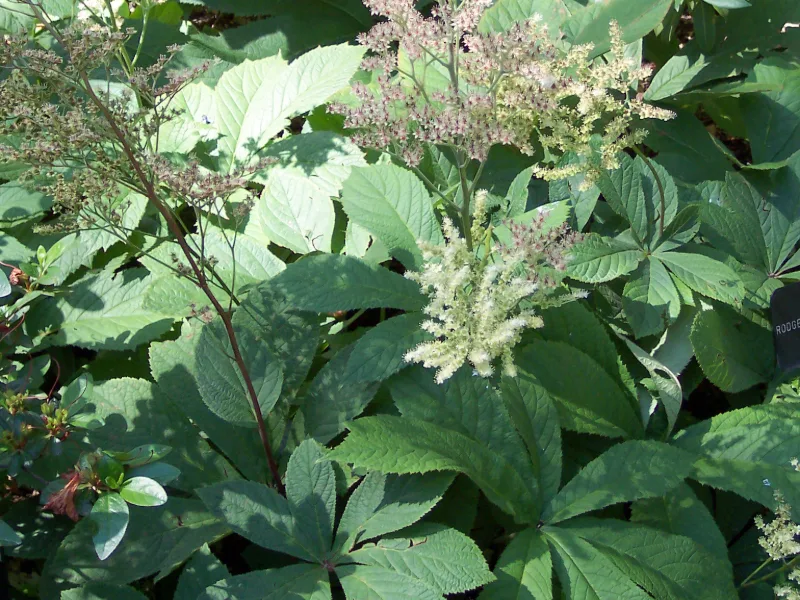 Rodgersia (Rodgersia aesculifolia) in flower