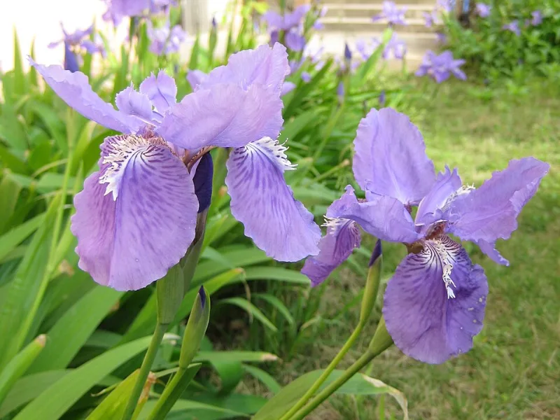 Roof iris (Iris tectorum) in flower