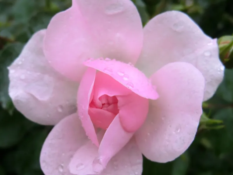 Rose 'Bonica' (Rosa 'Meidomonac' (Bonica)) in flower