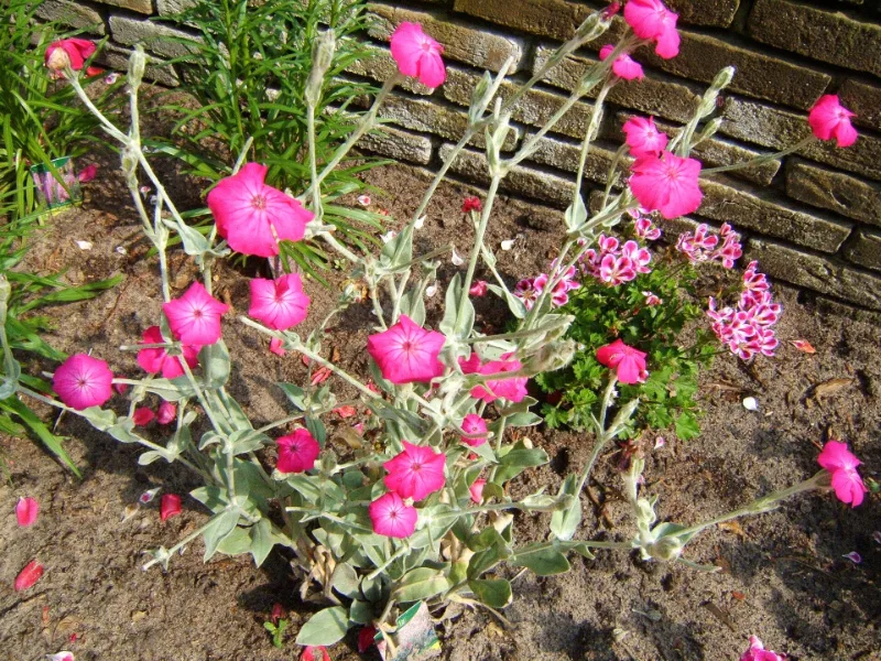 Rose campion (Silene coronaria) in flower