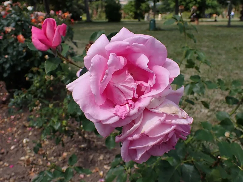 Rose 'Carefree Beauty' (Rosa 'Bucbi' (Carefree Beauty)) in flower