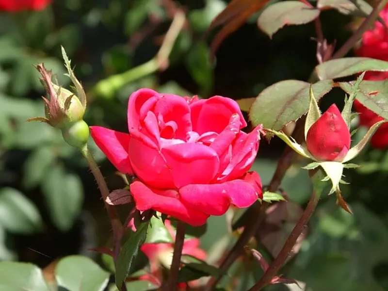 Rose 'Double Knock Out' (Rosa 'Radtko' (Double Knock Out)) in flower