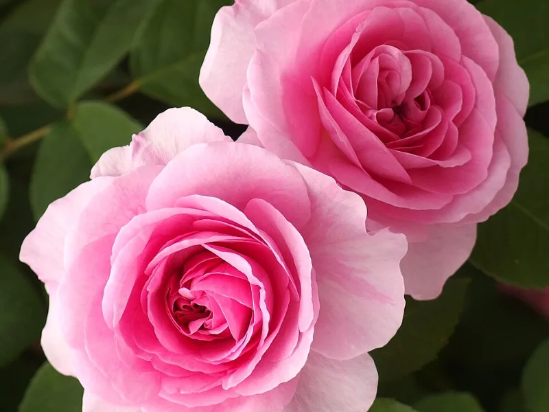 English rose 'Gertrude Jekyll' (Rosa 'Ausbord' (Gertrude Jekyll)) in flower