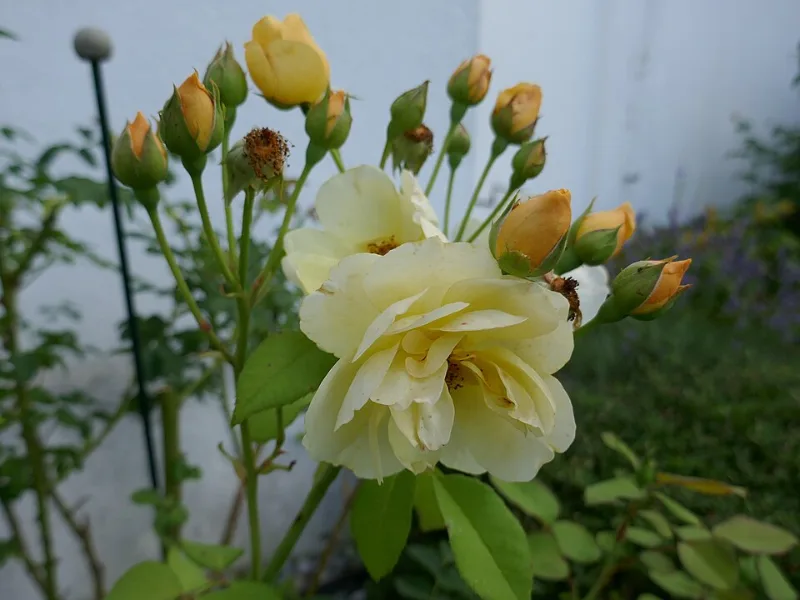 English rose 'Graham Thomas' (Rosa 'Ausmas' (Graham Thomas)) in flower