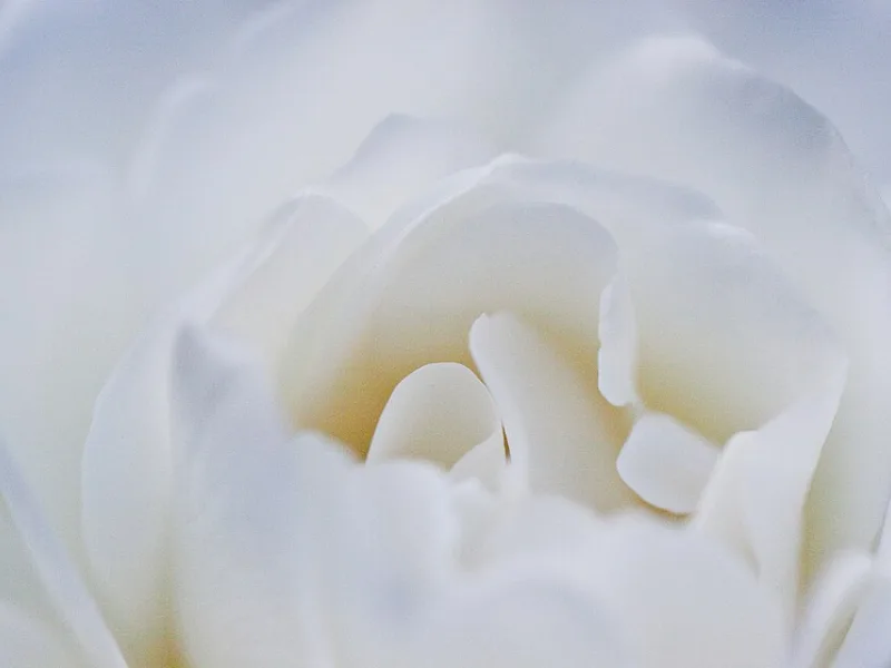 Rose 'Iceberg' (Rosa 'Korbin' (Iceberg)) in flower