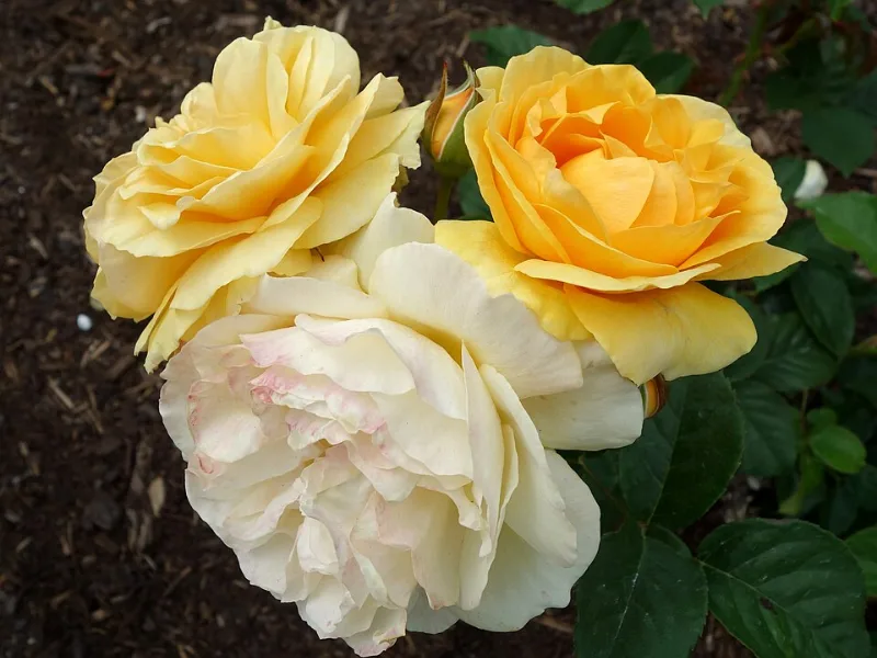 Rose 'Julia Child' (Rosa 'Wekvossutono' (Julia Child)) in flower
