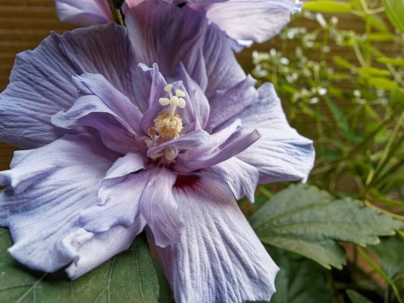 Rose of Sharon 'Blue Chiffon' (Hibiscus syriacus 'Notwoodthree' (Blue Chiffon)) in flower