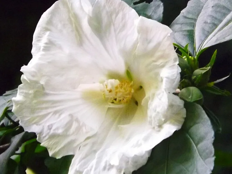 Rose of Sharon 'Diana' (Hibiscus syriacus 'Diana') in flower