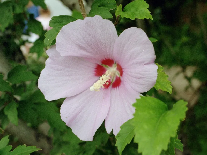 Rose of Sharon (Hibiscus syriacus) in flower