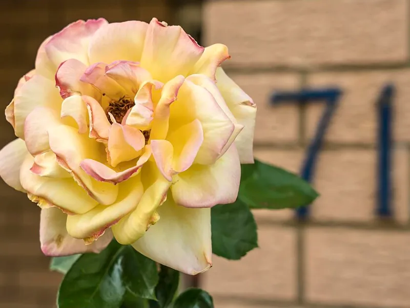 Hybrid tea rose 'Peace' (Rosa 'Madame A. Meilland' (Peace)) in flower
