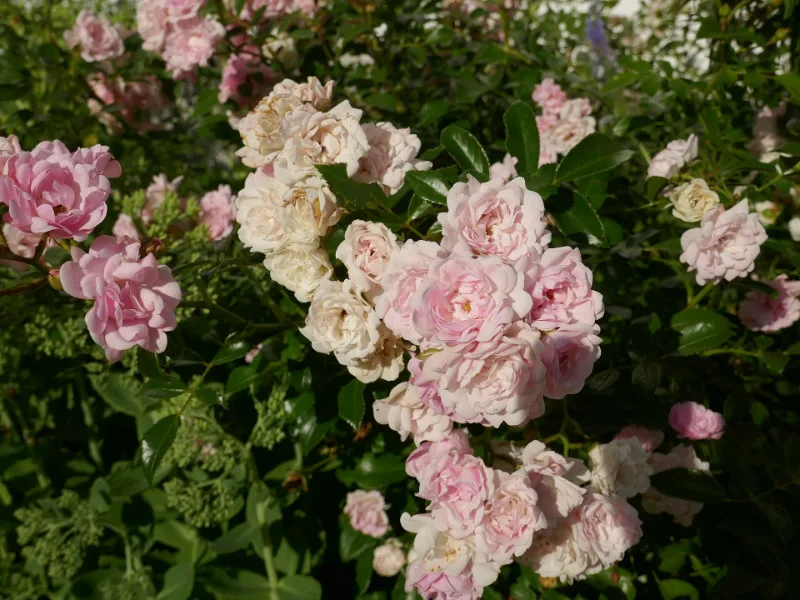 Rose 'The Fairy' (Rosa 'The Fairy') in flower