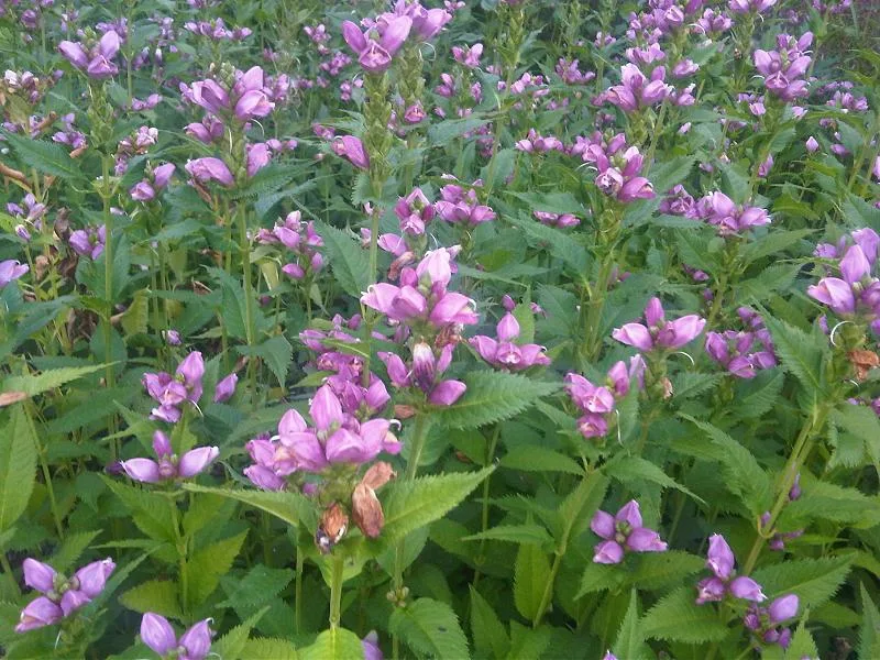 Rose turtlehead (Chelone obliqua) in flower